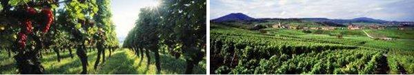 Guided Tour and tasting at a family Grand Cru Domain