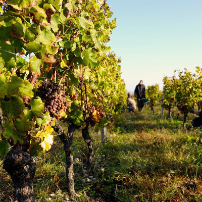 Wine tasting Medoc, dordogne