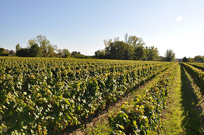 Cheverny wine maker- Part of private escorted Loire Valley, Cognac, Bordeaux wine tour GW4 Cheverny wine maker- Part of private escorted Loire Valley, Cognac, Bordeaux wine tour GW4