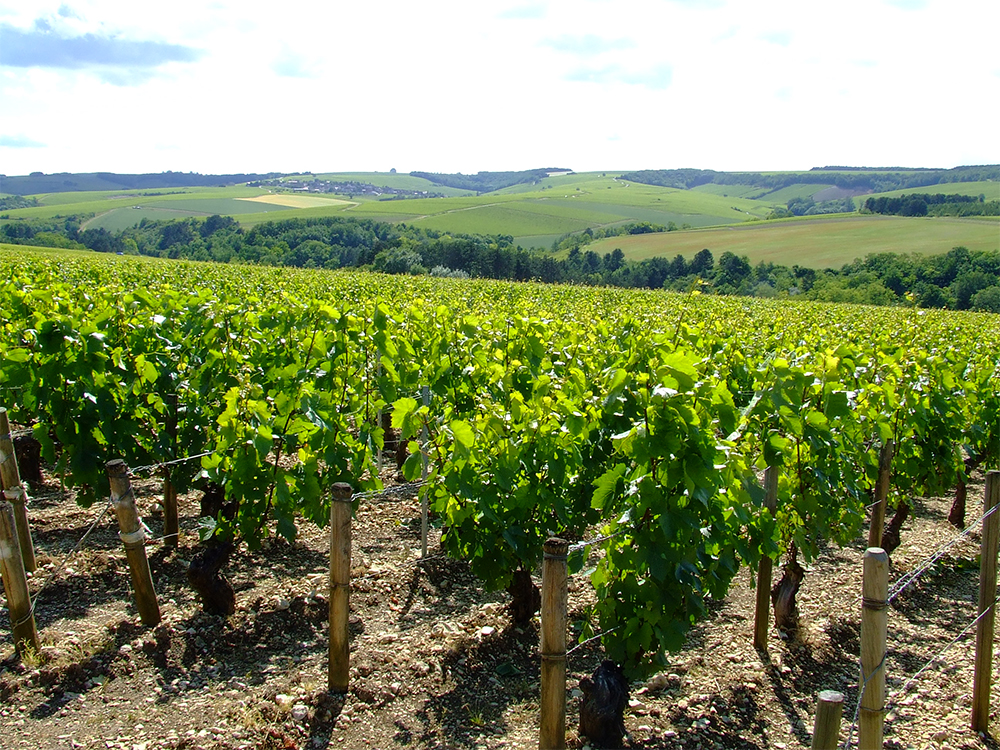 Chablis