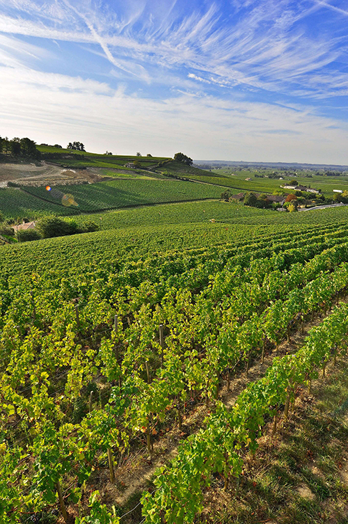 saint-emilion, grapevine