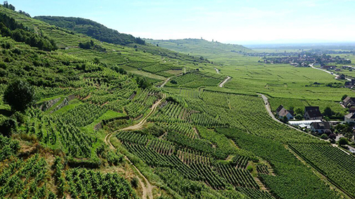 grapevine, alsace