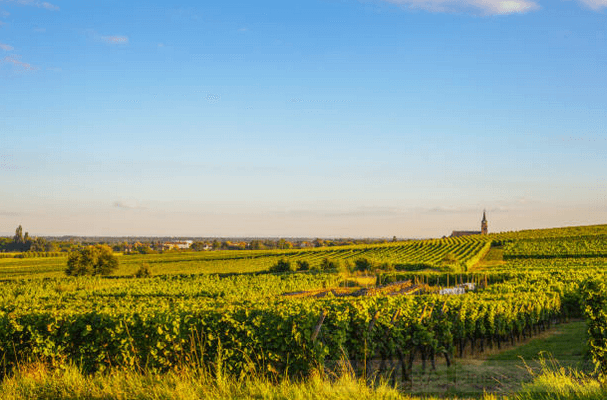 grapevine, alsace