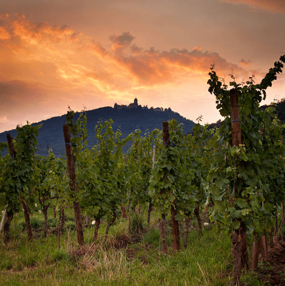 saint-emilion, grapevine, alsace